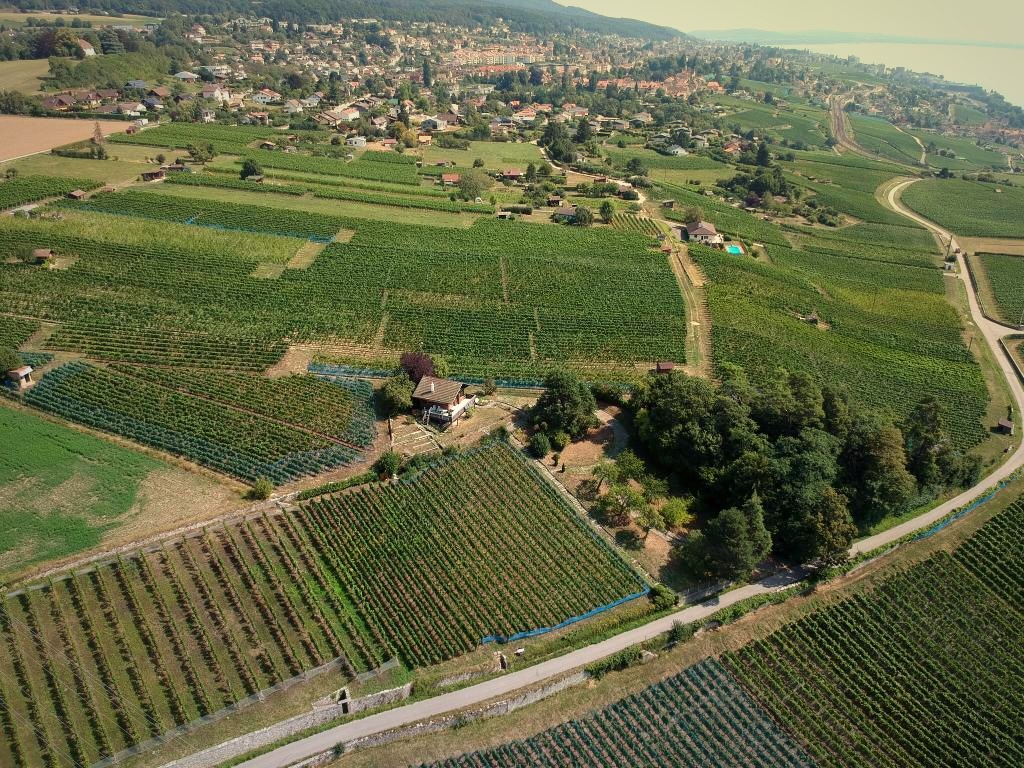 Vignes du Domaine Breguet avec le littoral neuchâtelois en lumière de fin de journée